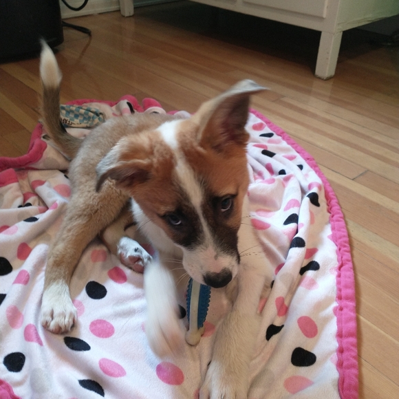 Foster dogs! - Picture 4 of 16